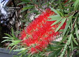 Image result for Myrtaceae