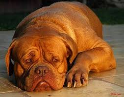 The dogue de bordeaux can get along with cats and other dogs if he is brought up with them, but he has a strong prey drive and is likely to chase the dogue de bordeaux is a relative of the mastiff, bullmastiff, neapolitan mastiff and similar breeds. Dogue De Bordeaux The Pet Wiki