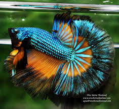 Articles For Betta With Images Betta Fish Betta Breeding Betta Fish