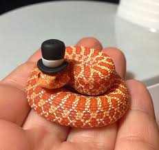 Image result for snakes