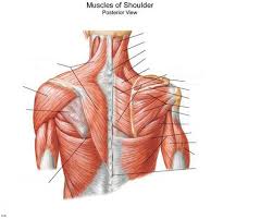 The shoulder anatomy includes the anterior, lateral & posterior deltoids, plus the rotator cuff. Shoulder Muscles Diagram Quizlet