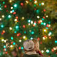 Lighting of the Tree — Lake Sinclair Life - Center City Park @ Greensboro Downtown Parks, Inc., 200 N Elm St Event Image