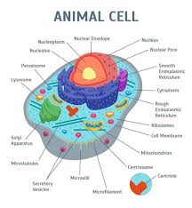 Maybe you would like to learn more about one of these? How To Draw A Plant Cell And Label Its Parts Shefalitayal