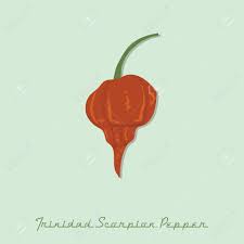 The trinidad scorpion butch t pepper is a capsicum chinense cultivar that is among the hottest peppers in the world. Trinidad Scorpion Pepper Royalty Free Cliparts Vectors And Stock Illustration Image 81418730