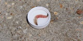 Maybe you would like to learn more about one of these? Video Gusanos Con Dientes Inundan Costas De Carolina Del Sur La Noticia