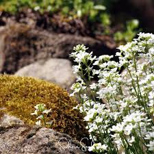 Image result for Arabis alpina