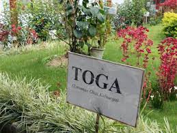 Salah satu dari macam macam panas pada bayi yang harus diwaspadai adalah demam campak. Daftar Tanaman Obat Lengkap Beserta Gambar Dan Khasiatnya Bibitbunga Com