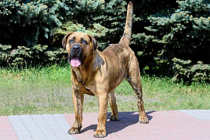 8 Facts You Need to Know Before Buying a Presa Canario