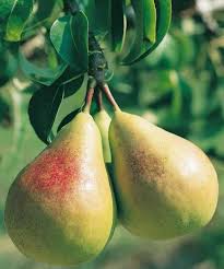 Image result for Pycreus fluminalis