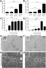 C.2.49 section 9.4.2 inline formatting context. Treatment Of Beta Amyloid 1 42 Ab 1 42 Induced Basal Forebrain Cholinergic Damage By A Non Classical Estrogen Signaling Activator In Vivo Scientific Reports