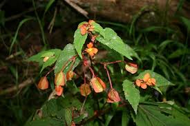 Image result for Begonia sutherlandii
