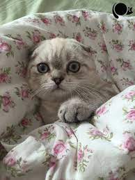 cookie ye es ariyoruz kedipet com da 1081 kedi yavru kediler