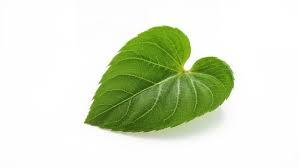 Image result for Tinospora tenera