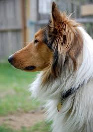 Pin On Scottish Collies
