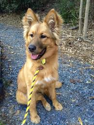 You will find australian shepherd dog dogs for adoption and puppies for sale under the listings here. German Shepherd Golden Retriever Mix Puppies For Adoption Pets Lovers