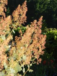 Image result for Macleaya cordata