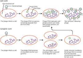 Virus Infections And Hosts Biology Ii