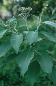 Image result for Solanum mauritianum