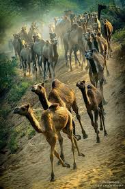 About 700 000 camels roam the outback of australia and do damage to inhabitants and other only as recently as a few years ago, the australian government estimated that there were about a million wild camels that roam around herd = group of animals of one kind that live together. Pin By Life Is A Game Tell It L On Especies De Animales En Todo El Planeta Animals Beautiful Animals Wild Camels