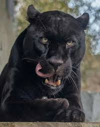 Beautiful Black Panther Animal Photography Big Cats Panther Pictures Animals Wild