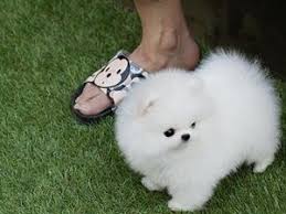 Sahibinden Pomeranian