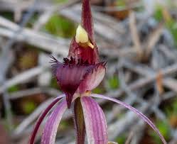 Image result for Alafia caudata