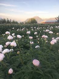 Maybe you would like to learn more about one of these? Peonies As Field Grown Cut Flowers In Alaska The Peony Society