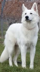 pin on beautiful white shepherds