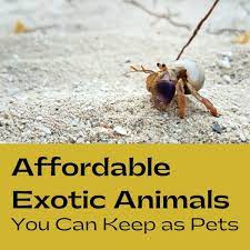 Do people really adopt wild animals as pets? 10 Cheap Exotic Pets Pethelpful