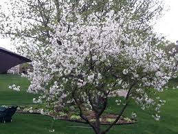 3 tart cherries are used as a health tonic, as well as in foods, fruit syrups and flavorings. Pin On Gardening In My Backyard Zone 5