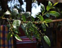 Image result for Rhamnus prinoides