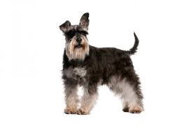 The miniature schnauzer sheds very, very little. Miniature Schnauzer Hair Off 73 Www Usushimd Com