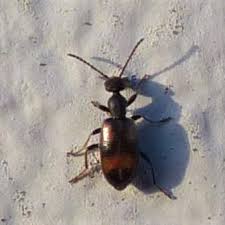 Anthicus Laeviceps Minuscule Coleo Noir Et Rouge Le Monde Des Insectes