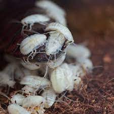 Learn more and see pricing. After You Treat I See Lots Of Baby Roaches Whatever You Re Using Must Not Work Colonial Pest Control