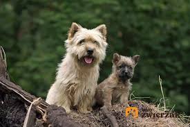 Image result for cairn teriér