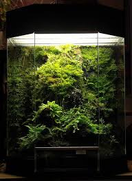 Moss And Carnivourous Vivarium Vivarium Garden Terrarium Plants