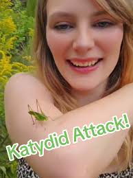 Fun Facts About Katydids: Nature's Masters of Camouflage