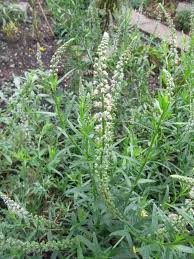 Image result for Hyparrhenia anthistirioides