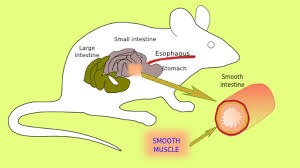May 02, 2012 · smooth muscle vs skeletal muscle all the movements of animals have been mainly accomplished through the contractions and relaxations of smooth and skeletal muscles. Animal Tissues Muscle Smooth Muscle Atlas Of Plant And Animal Histology