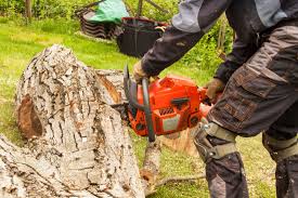 We did not find results for: Tree Service Tree Removal Stump Grinding Waterloo 226 790 3957