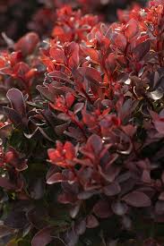 Image result for Thunbergia pynaertii