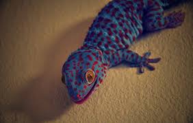 Tokay Gecko Care Sheet Morphs Sounds Size And Price