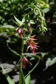 Image result for Epipactis africana