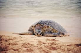 4,625 number of organizations • $13.1b total funding amount • 2,116 number of. Are Sea Turtles Endangered Seethewild Wildlife Conservation