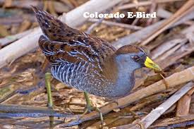 Blue Birds Native To Colorado Latest Bird Reports In Colorado Sora Birdwatching List Of Birds Animals Bird