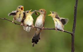 Why Do Birds Fly South For The Winter Joke Birds Images Quotes Photos Pictures Jokes Pet Birds All Birds Bird Feeders