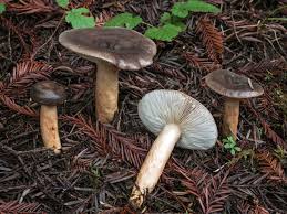 Image result for Lactarius mutabilis