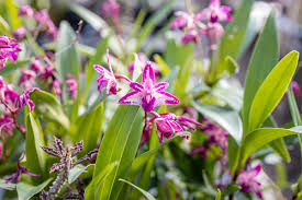 Image result for Angraecum infundibulare