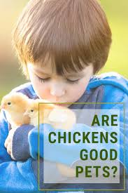 So, you may be wondering if chickens can eat grapes. Are Chickens Good Pets Chickens Canned Chicken Backyard Chickens Treats