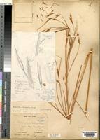 Image result for Elymandra